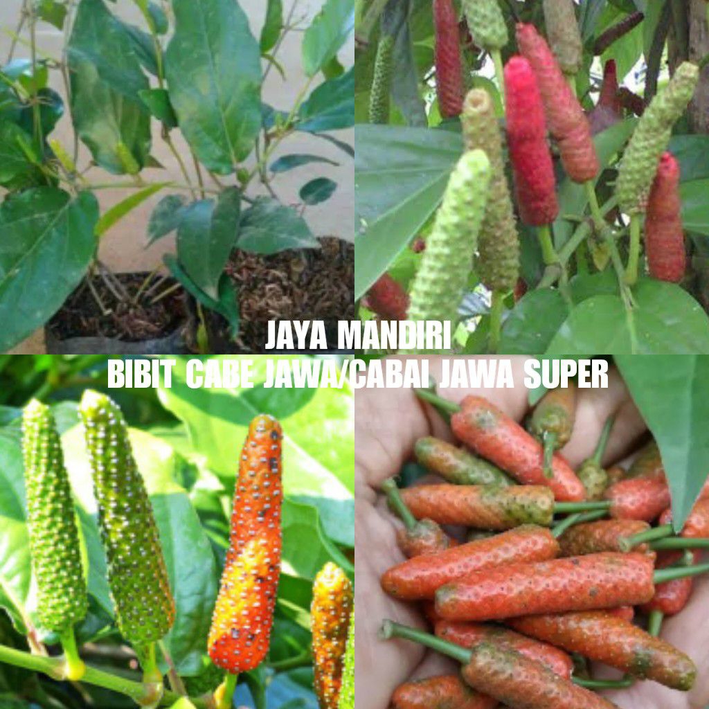 BIBIT CABE JAWA SUPER SIAP TANAM (HIBRIDA)