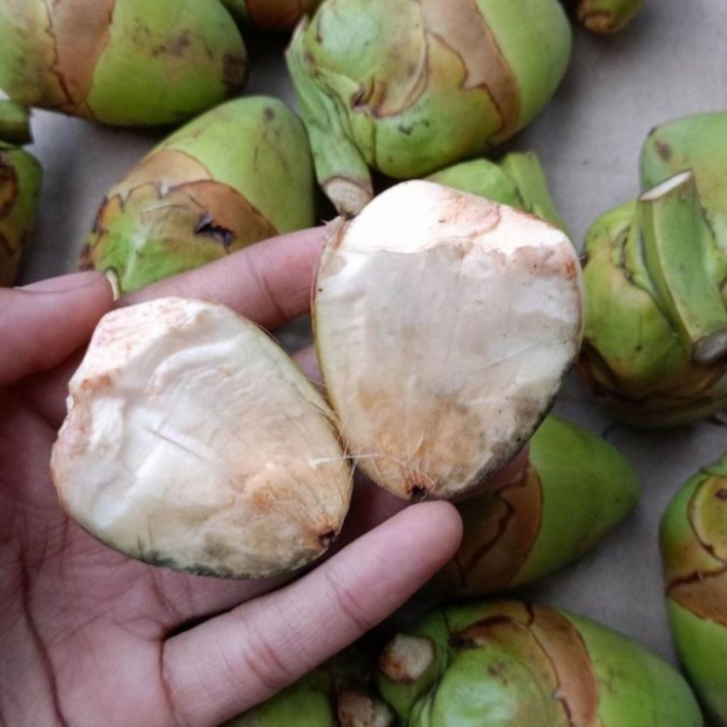 

5biji baruluk/beluluk pentil kelapa
