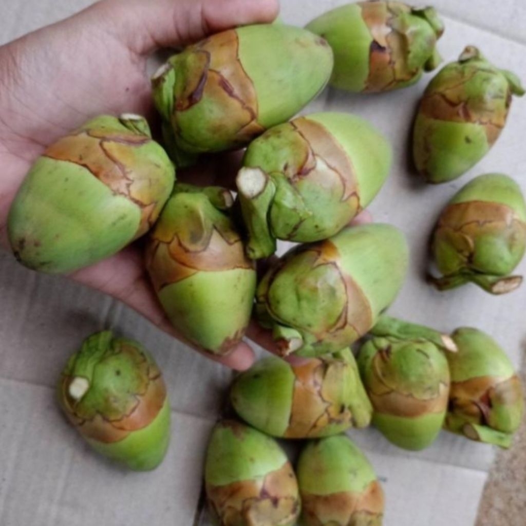 

untuk 10 biji Baruluk beluluk pentil kelapa hijau