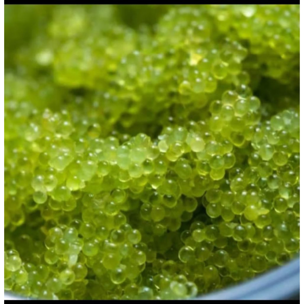 

Tobiko green-25gr-grade A-Telur ikan