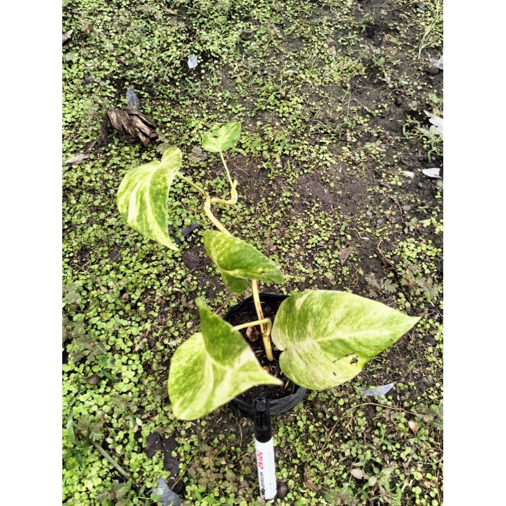 Epipremnum Kujang Varigata Kuning