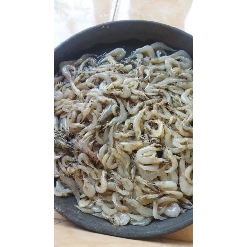 

UDANG PEYEK UDANG GIMBAL 1KG