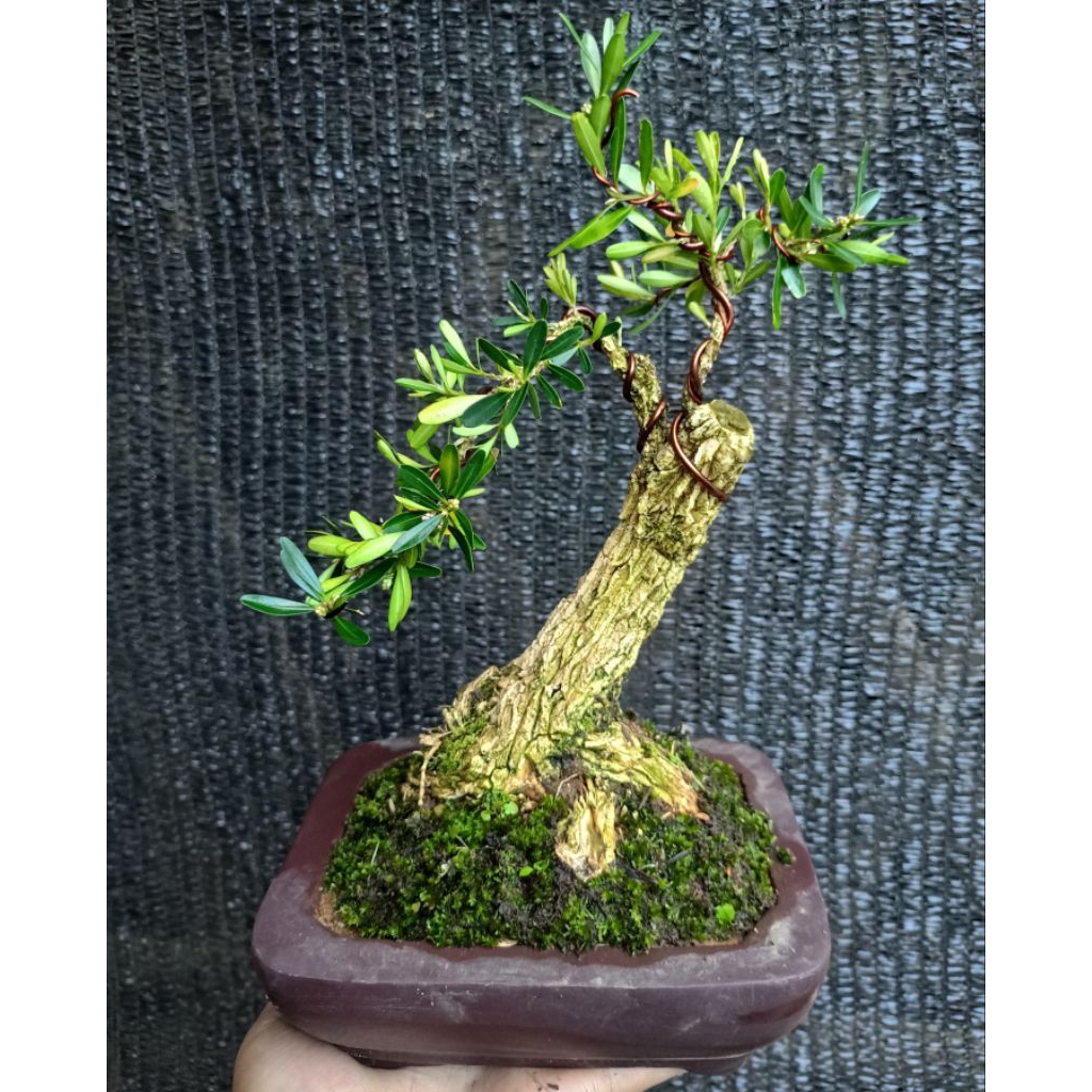 bonsai boxus siap pajang
