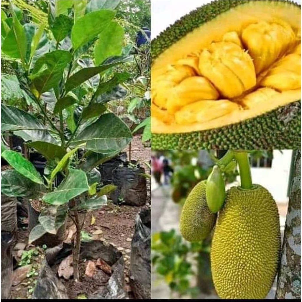BIBIT NANGKA MADU CEPAT BERBUAH