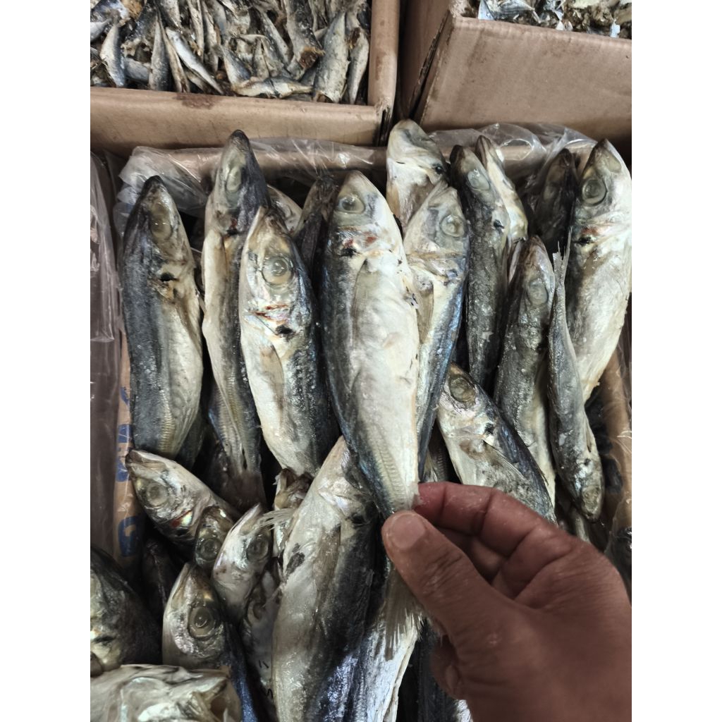 

ikan asin layang / peda /jenggli berkepala