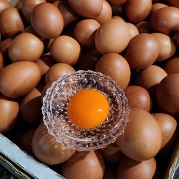 

Telur Negeri Omega 3 Low kolestrol DHA grade PREMIUM kulit glowing dan Tebal, bebas bahan kimia dan natural (PERKG)