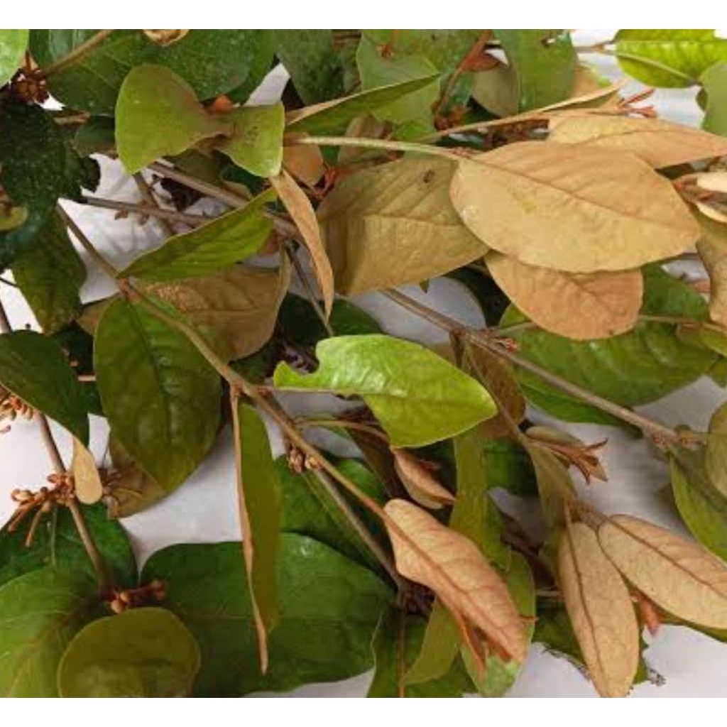 

Paket hemat 250 gram benalu kopi segar-az