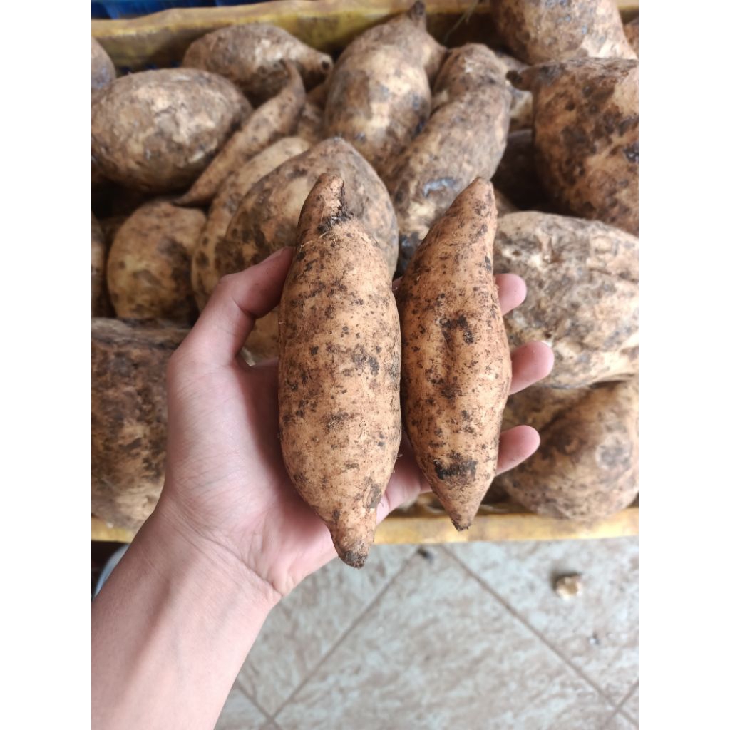 

Ubi Putih Dalem Oren