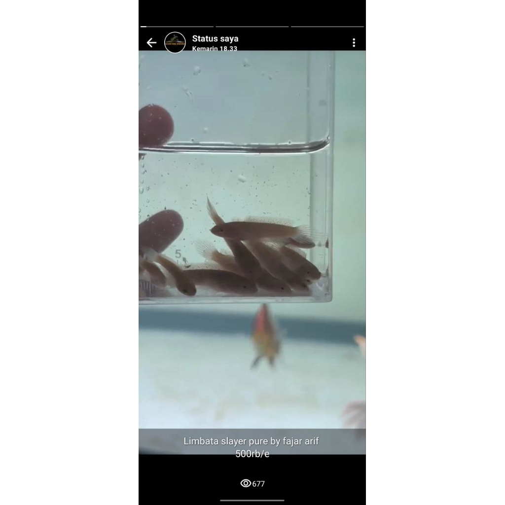 limbata slayer fajar Arief