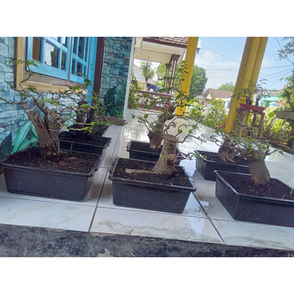 MANGSIAN/Ileng-ileng 10kg