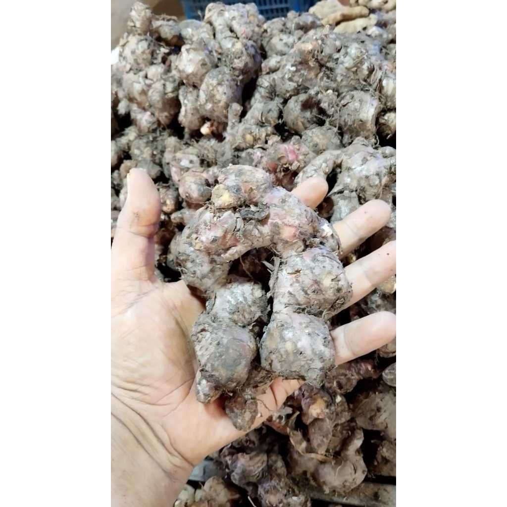 

Jahe Merah 100% Alami & Berkualitas