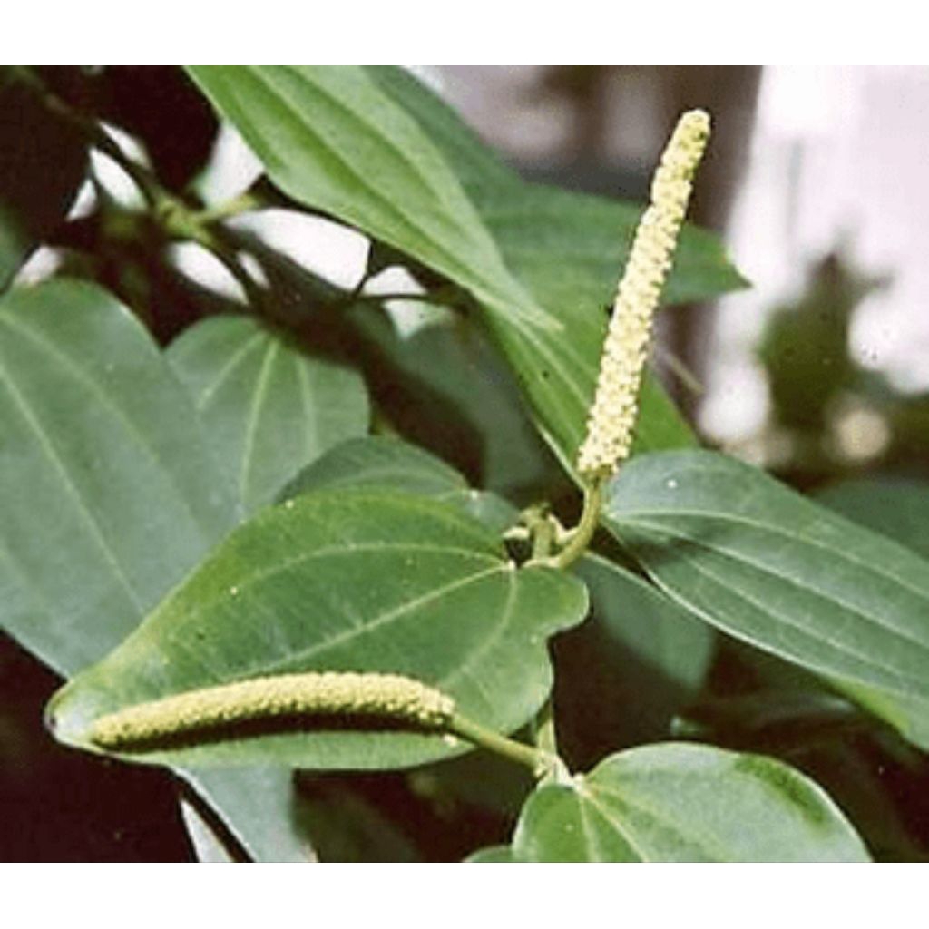 

Daun Kemukus isi 100 lembar/ daun segar di petik langsung