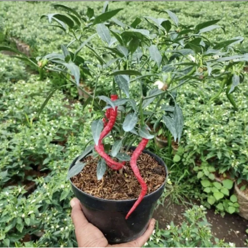 Bibit Pohon Cabe Keriting