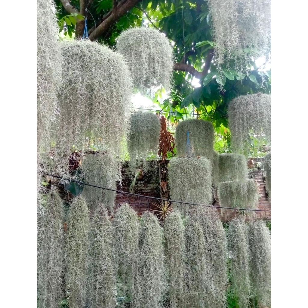 Tanaman Hias Janggut Musa JUMBO