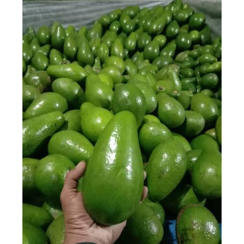 

Buah Alpukat muda segar berkualitas petik langsung