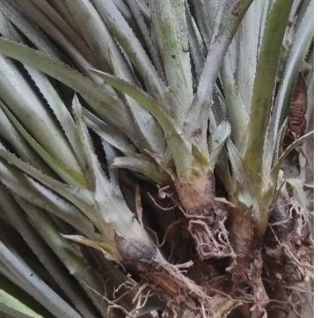 

nanas madu jumbo manis mudah tumbuh subur bisa di tanam di pot di kebun dan di pinggiran rumah untuk dekorasi halaman 1 batang haraga 1800