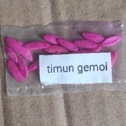 

biji timun gemoi