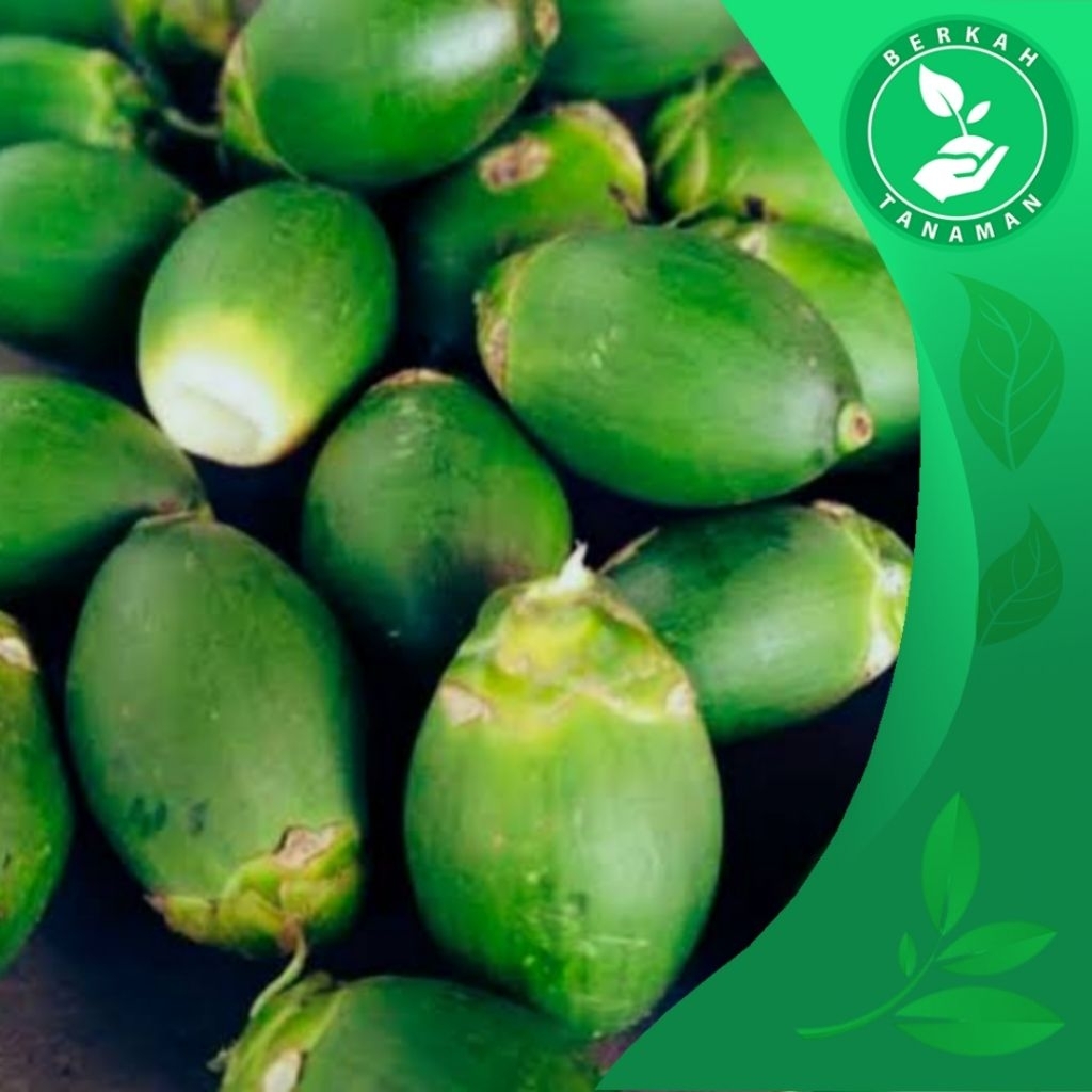 

Buah Pinang Muda Segar 1kg Herbal