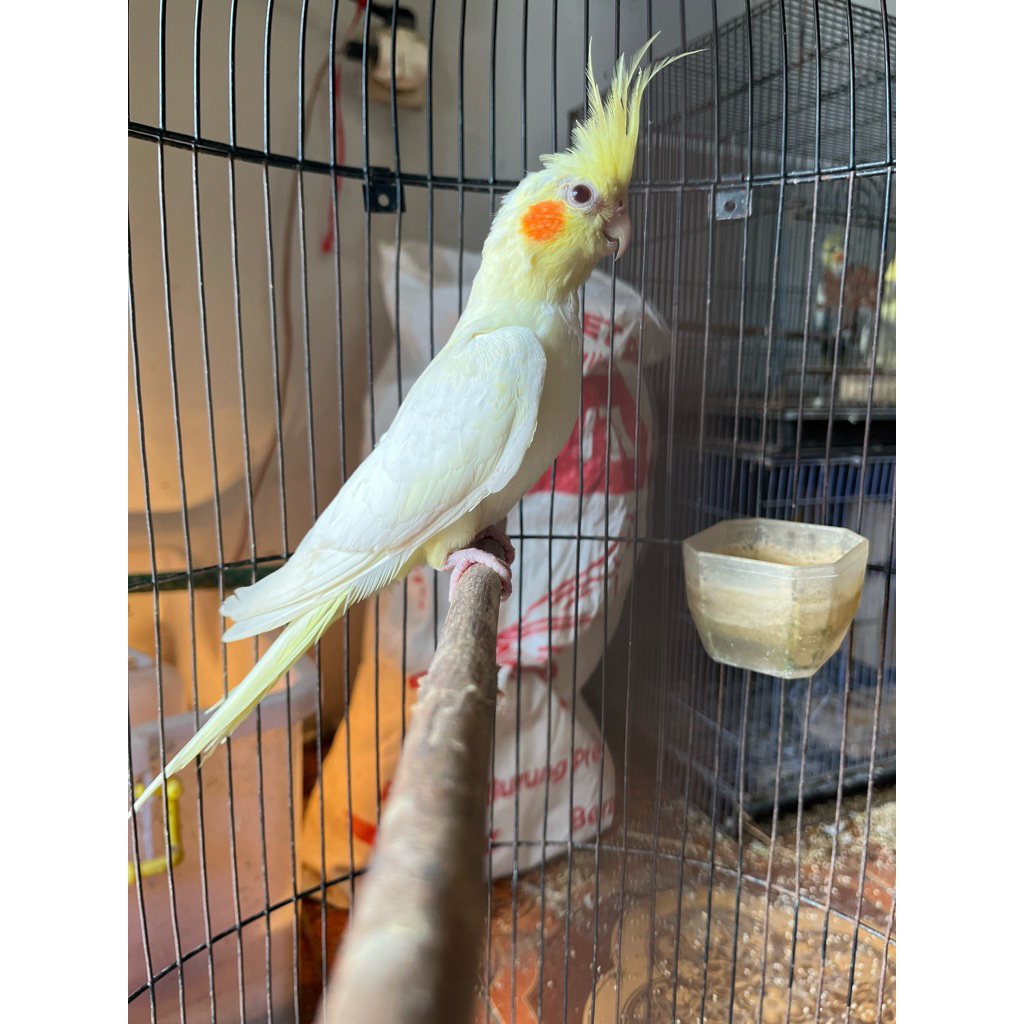 FALK LUTINO MATA MERAH