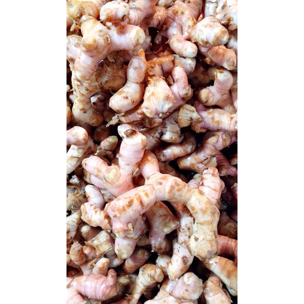 

Lengkuas Kemasan 1 KG dan 5 ONS