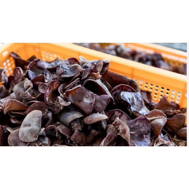 

Jamur Kuping 500gr - 1Kg | JBP_Fresh