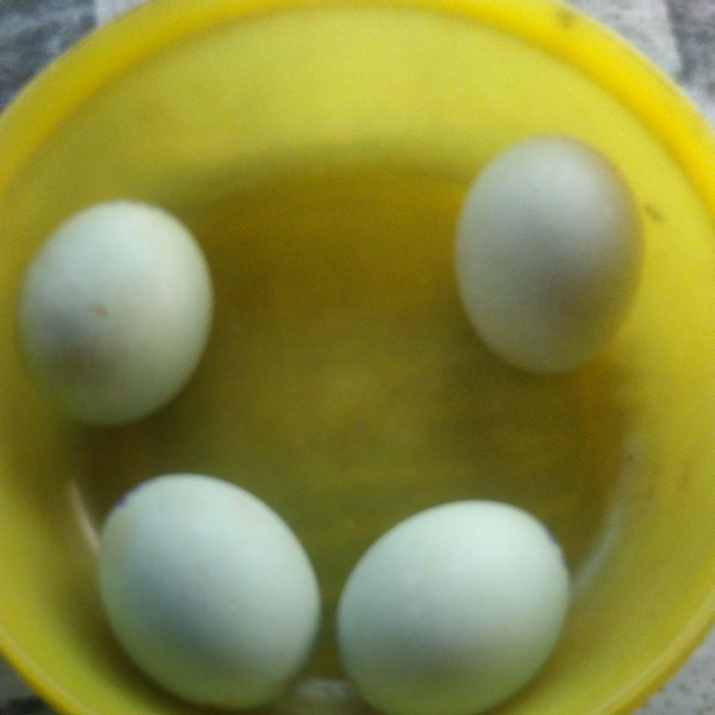 

telor asin naga hitam