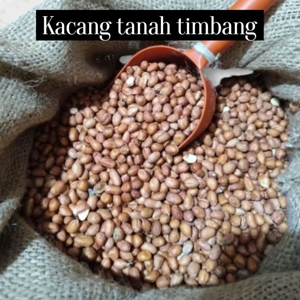 

kacang tanah bagus