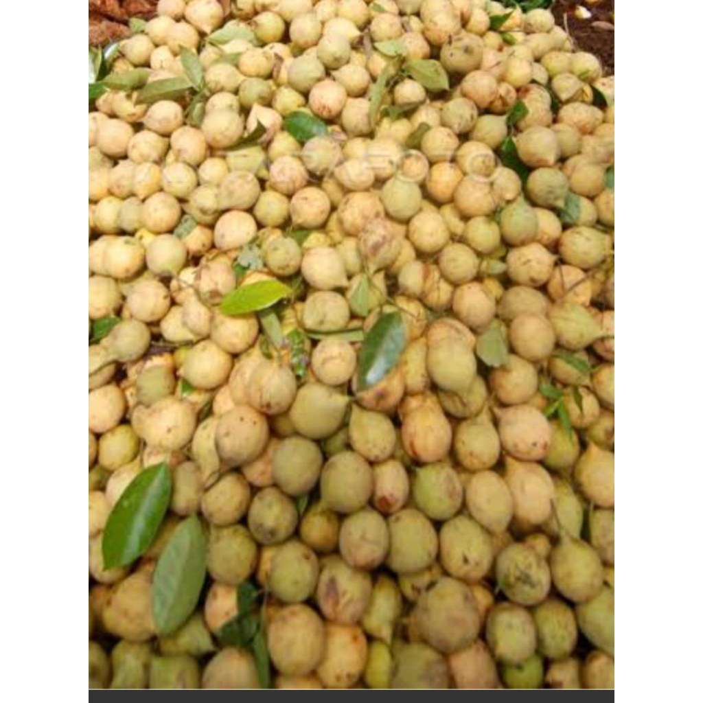 

pala segar 1kg,2kg,3kg