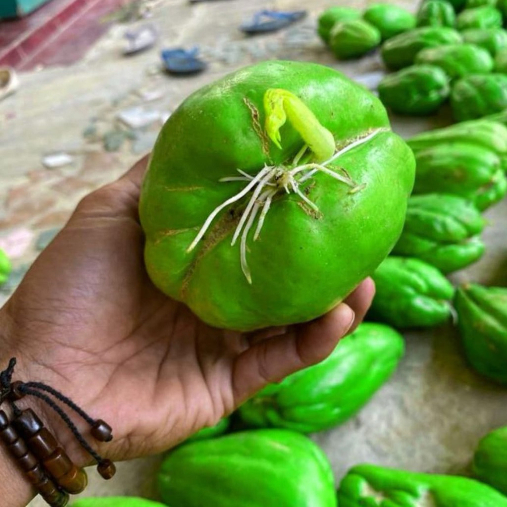 

Super benih labu siam jumbo per biji