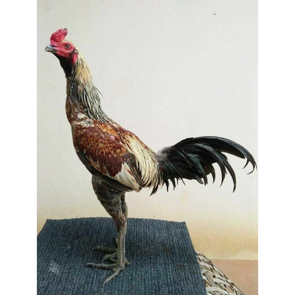 

paket hemat 5 Telur Tetas Ayam Pamangon Kuda Lari Fertil Buat ditetaskan