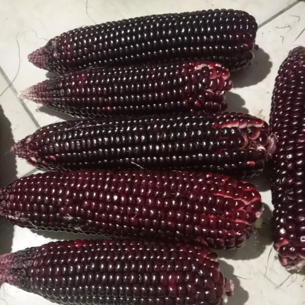 

Jagung ketan hitam