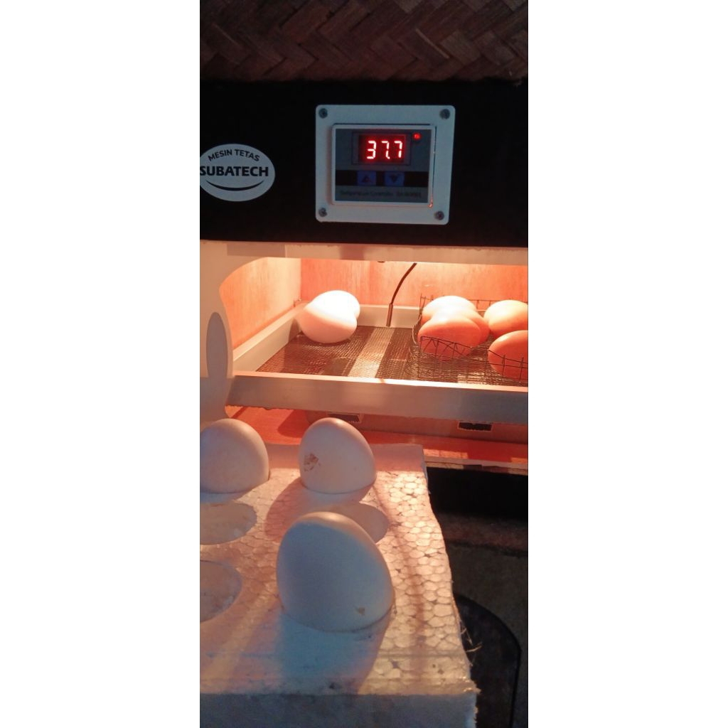 

TELUR AYAM BAREDROCK X AUSTRALOP