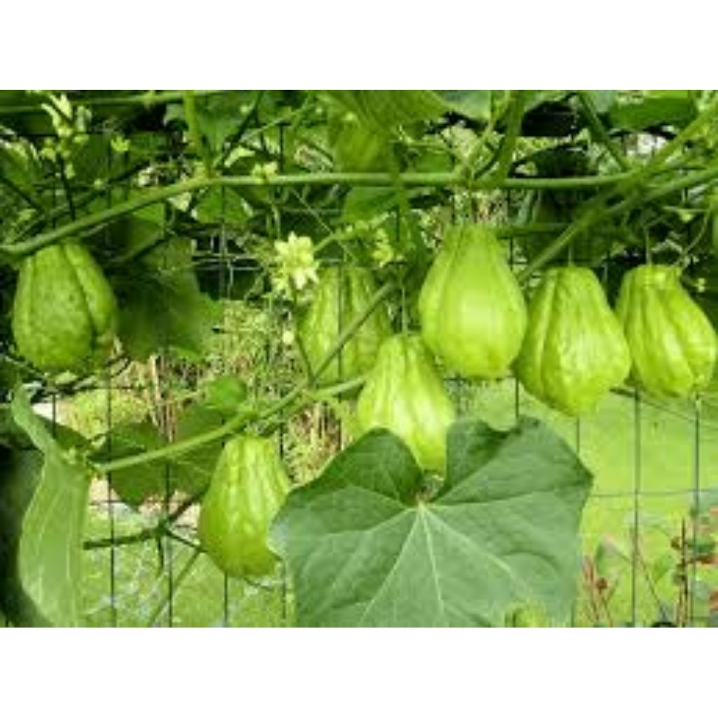 

LABU SIAM UK KECIL/ACAR SUPER FRESH