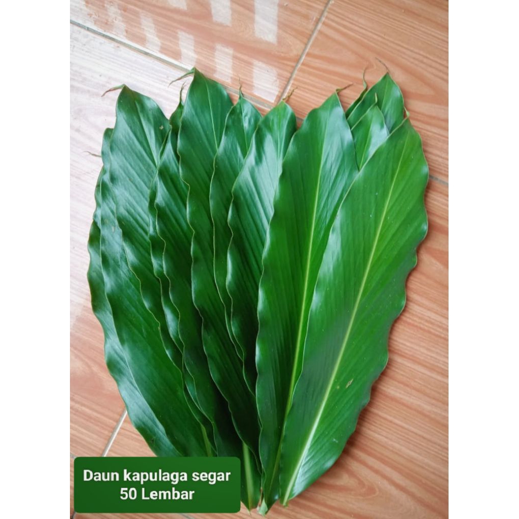 

Daun kapulaga/kapol/kapul laga 50 lembar