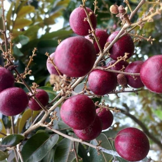 entres kelengkeng merah - pucuk mata tunas kelengkeng merah