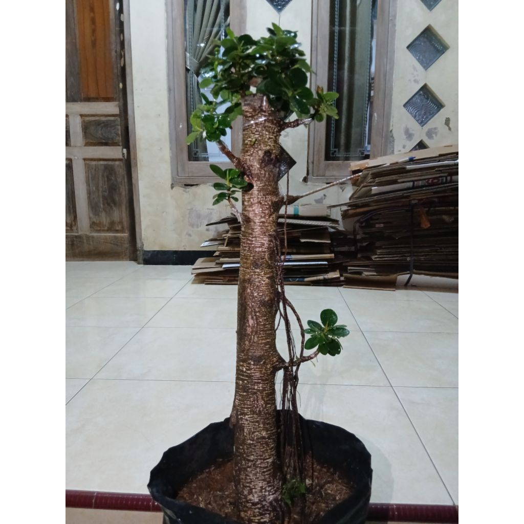 bonsai taman dolar mikro batang besar