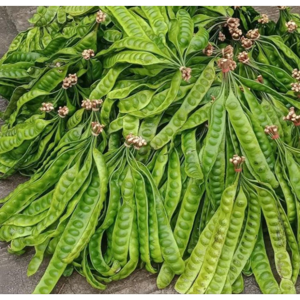 

pete segar/1 lonjor/1 pcs