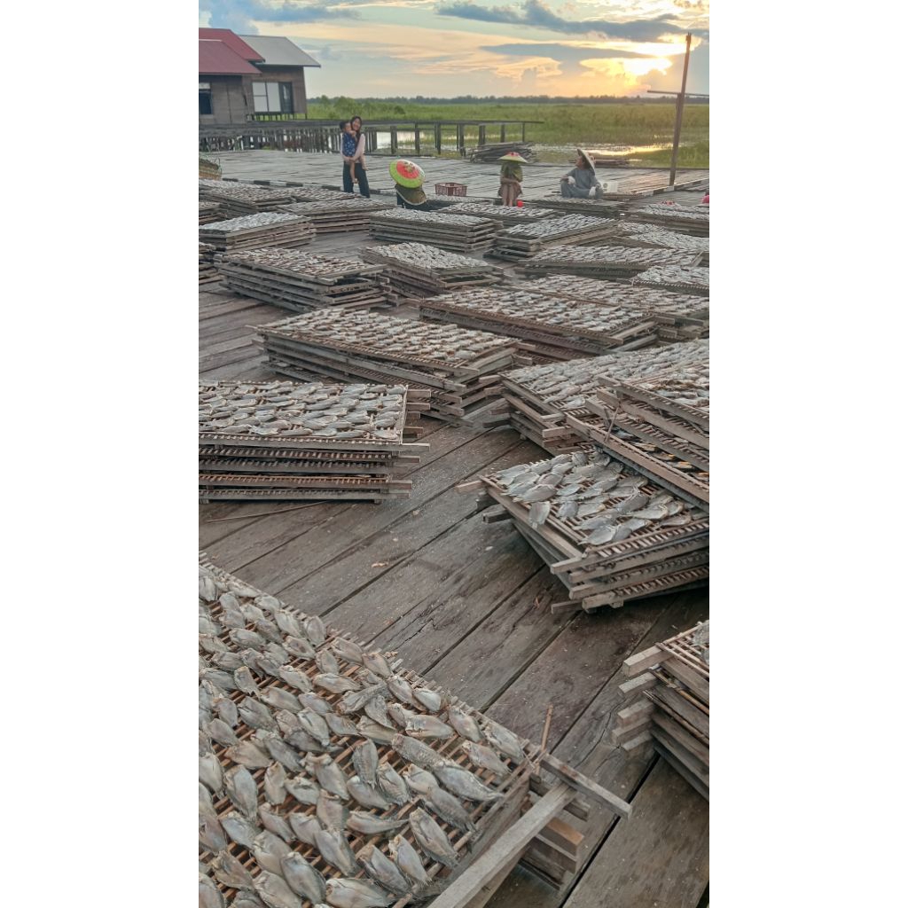 

ikan asin Sepat siam campur besar kecil