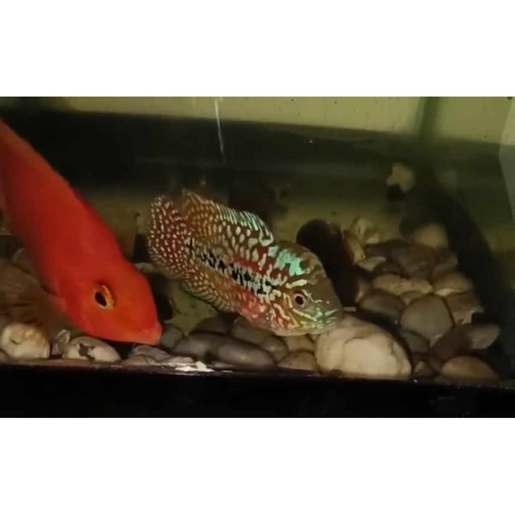 Ikan Lohan/ Louhan Super Red Kamfa F2 VVIP MALE Import Thailand Two Tone ukuran  -+ 6cm, garansi hid