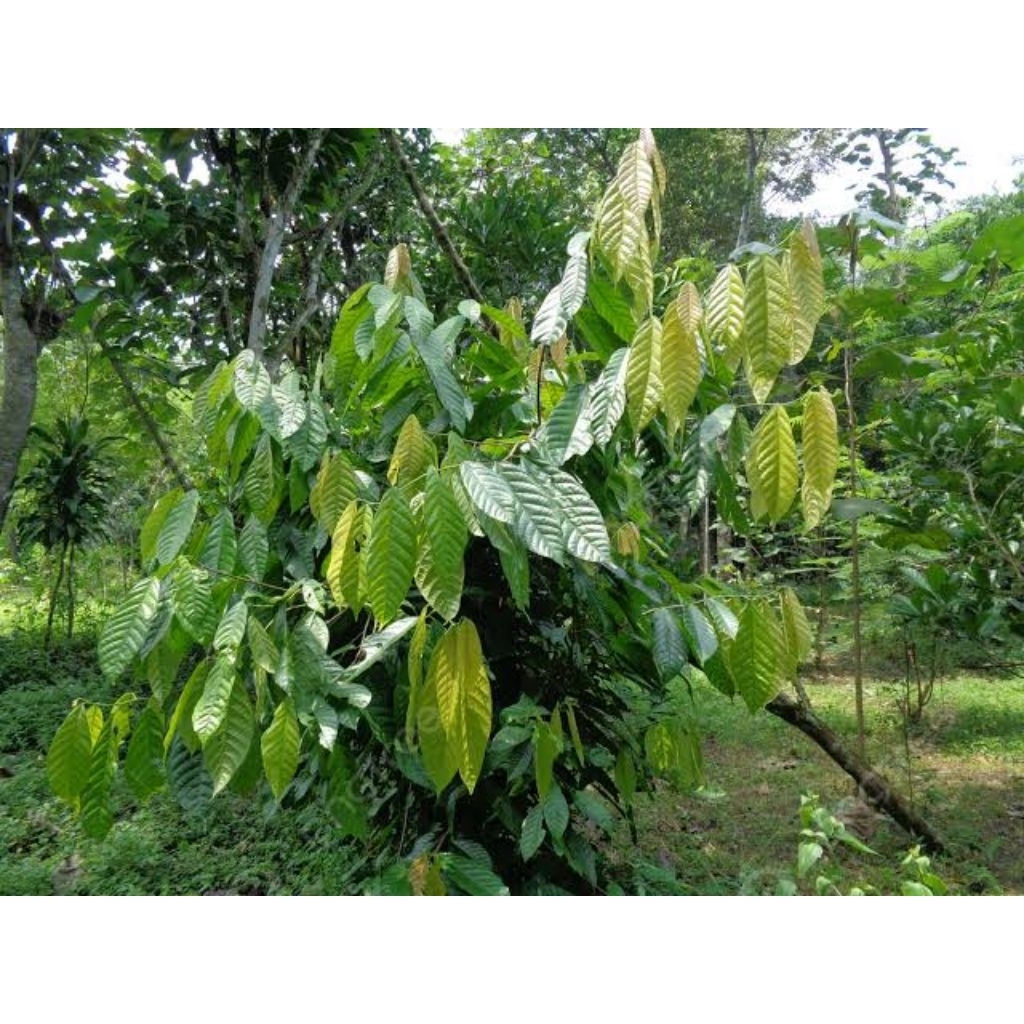 

Daun coklat / Daun kakao - Langsung di petik dari pohonnya Tersedia Segar Dan Kering