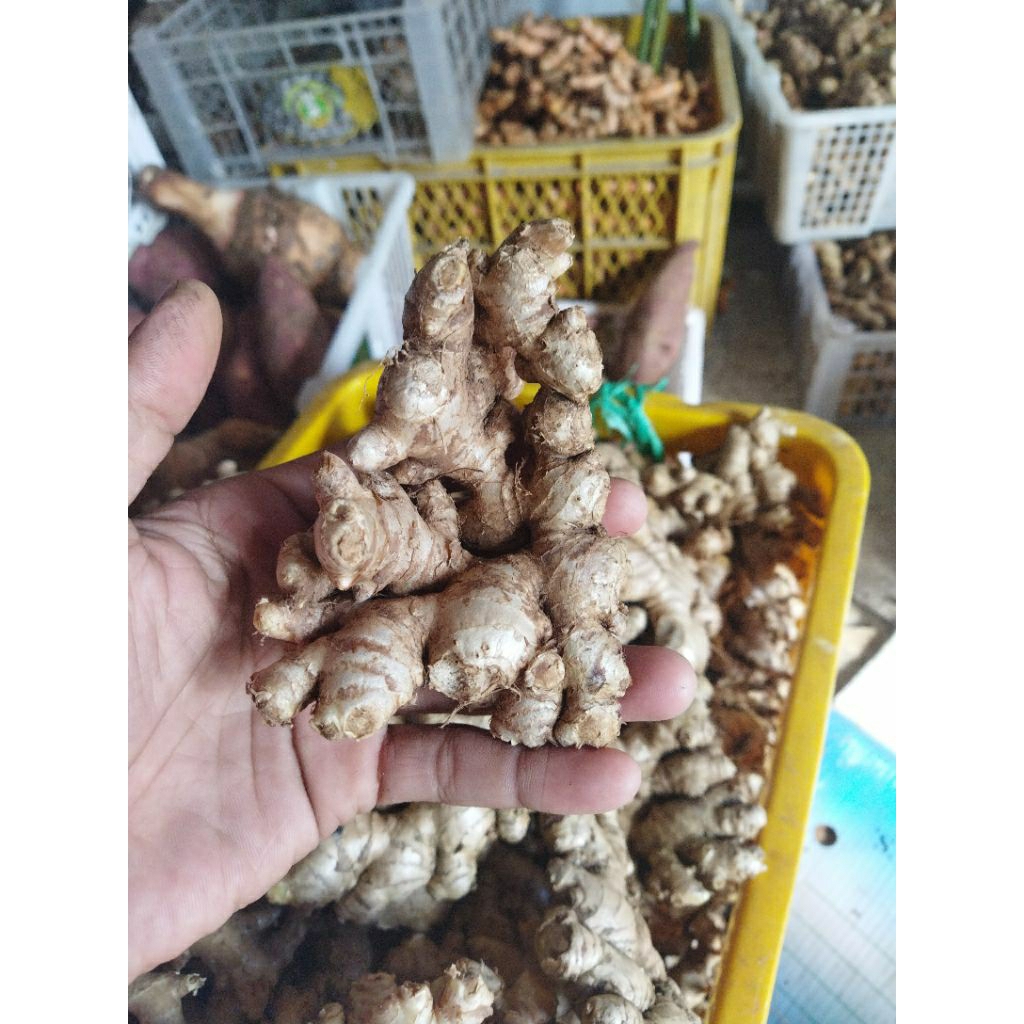 

jahe emprit 1kg varietas paris lokal lebih besar super pedas cocok untuk wedang bumbu dll#jaheemprit #jaheparis #jahemurahsegar