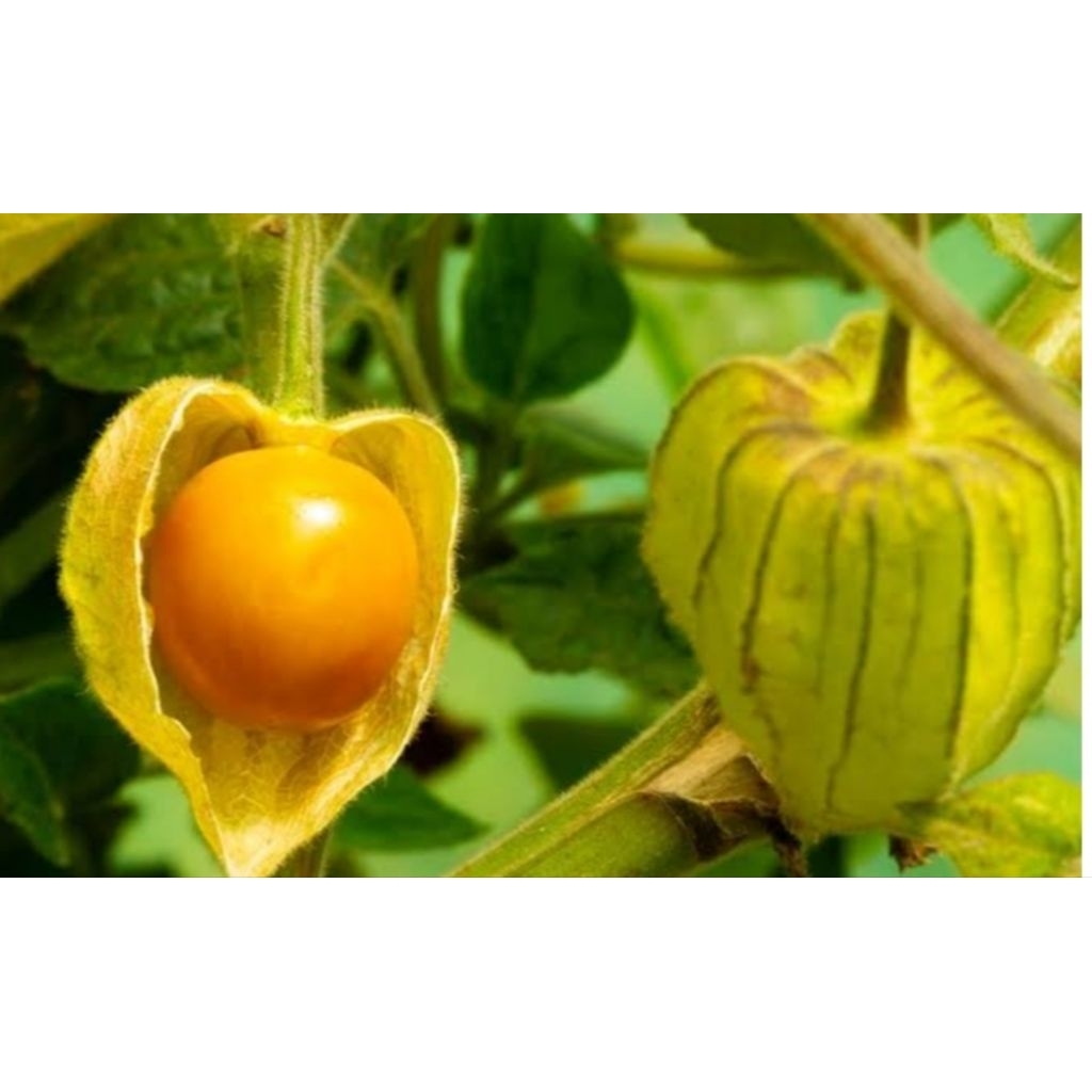 

Daun cilpukan obat herbal 500gr