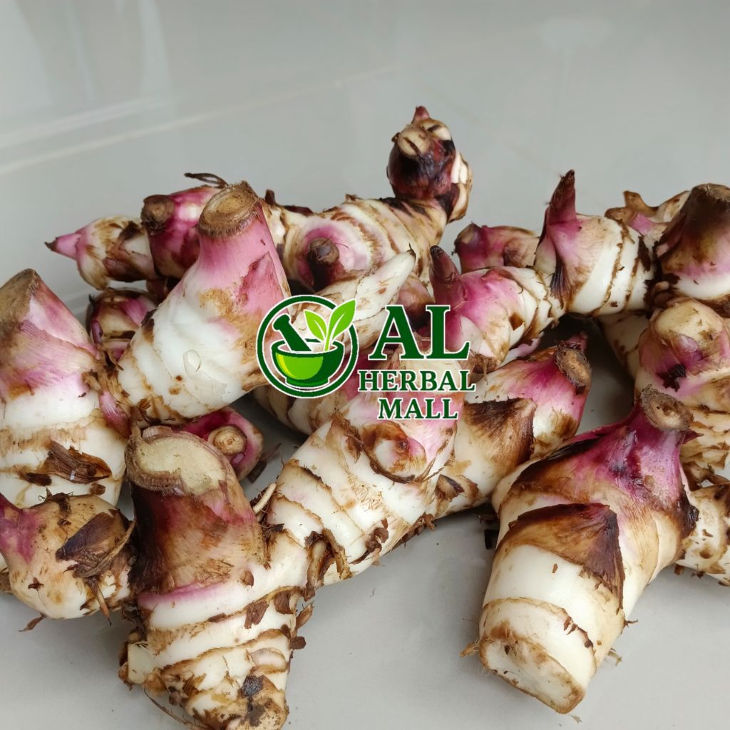 

Umbi Ganyong Merah Segar Organik Isi Per 500 Gram