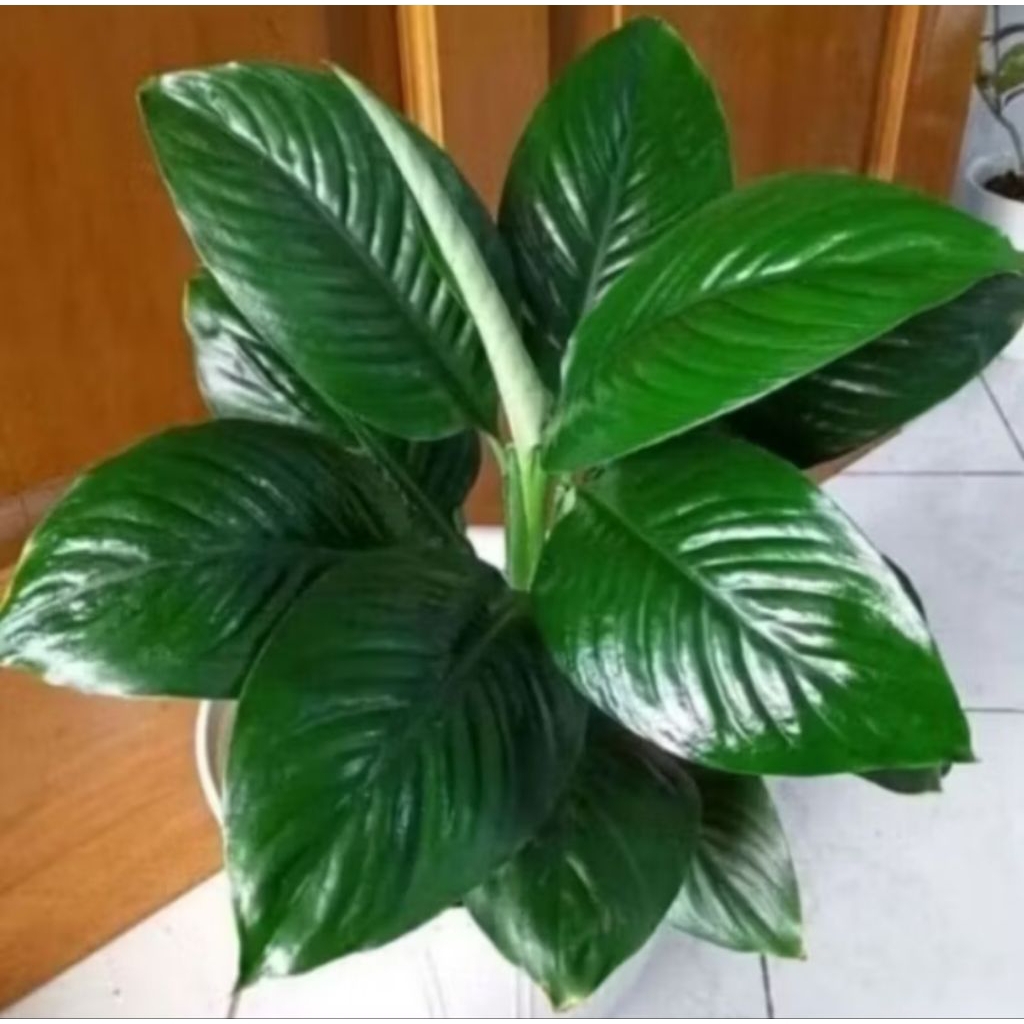 Tanaman Hias Spathifyllum Bangkok Manaloa / Tanaman Hias Manaloa