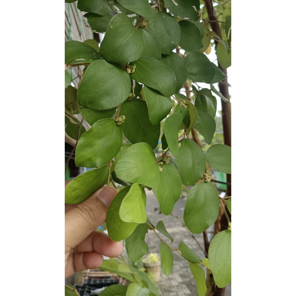 

Daun Bidara Segar(100 lembar)