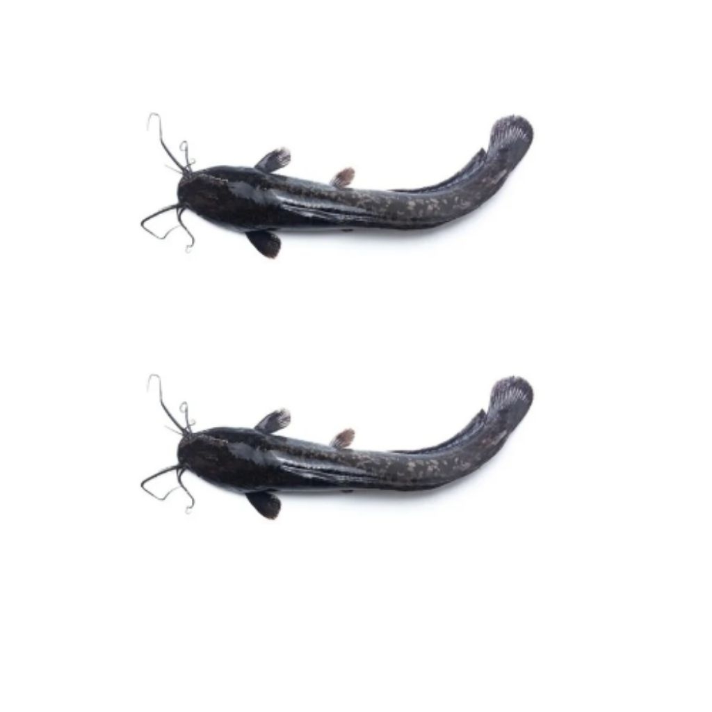 

Lele Hidup 250 gram isi 2 pcs terima dibersihkan