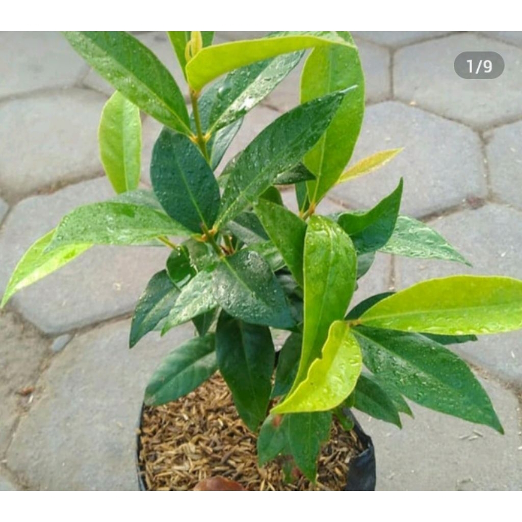 

daun salam buat masak