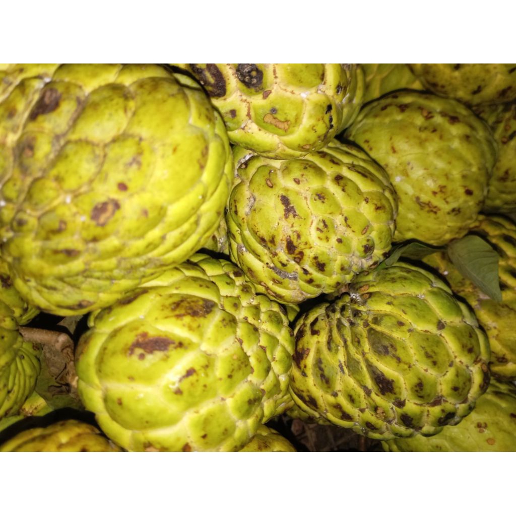 

Buah Srikaya / Srikoyo / Atis matang