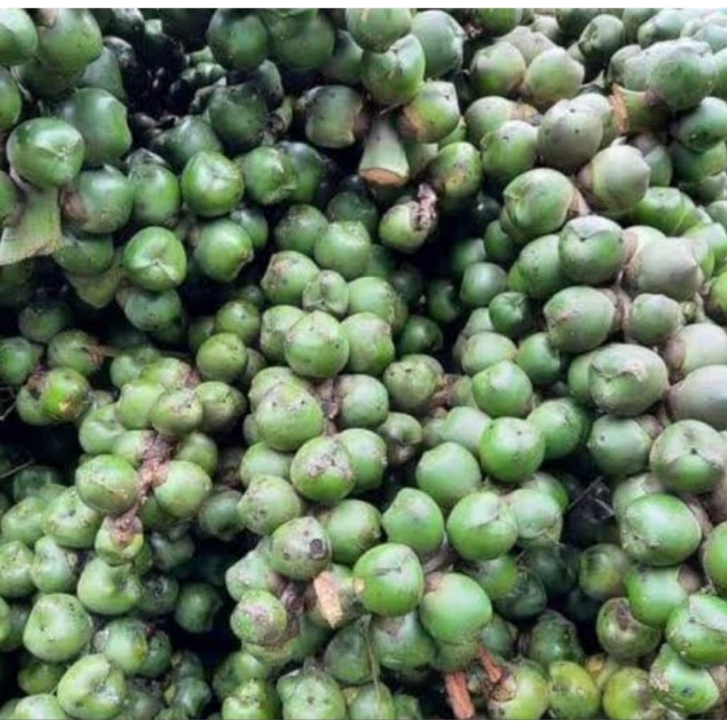 

Buah aren caruluk mentah segar alami 500 gram