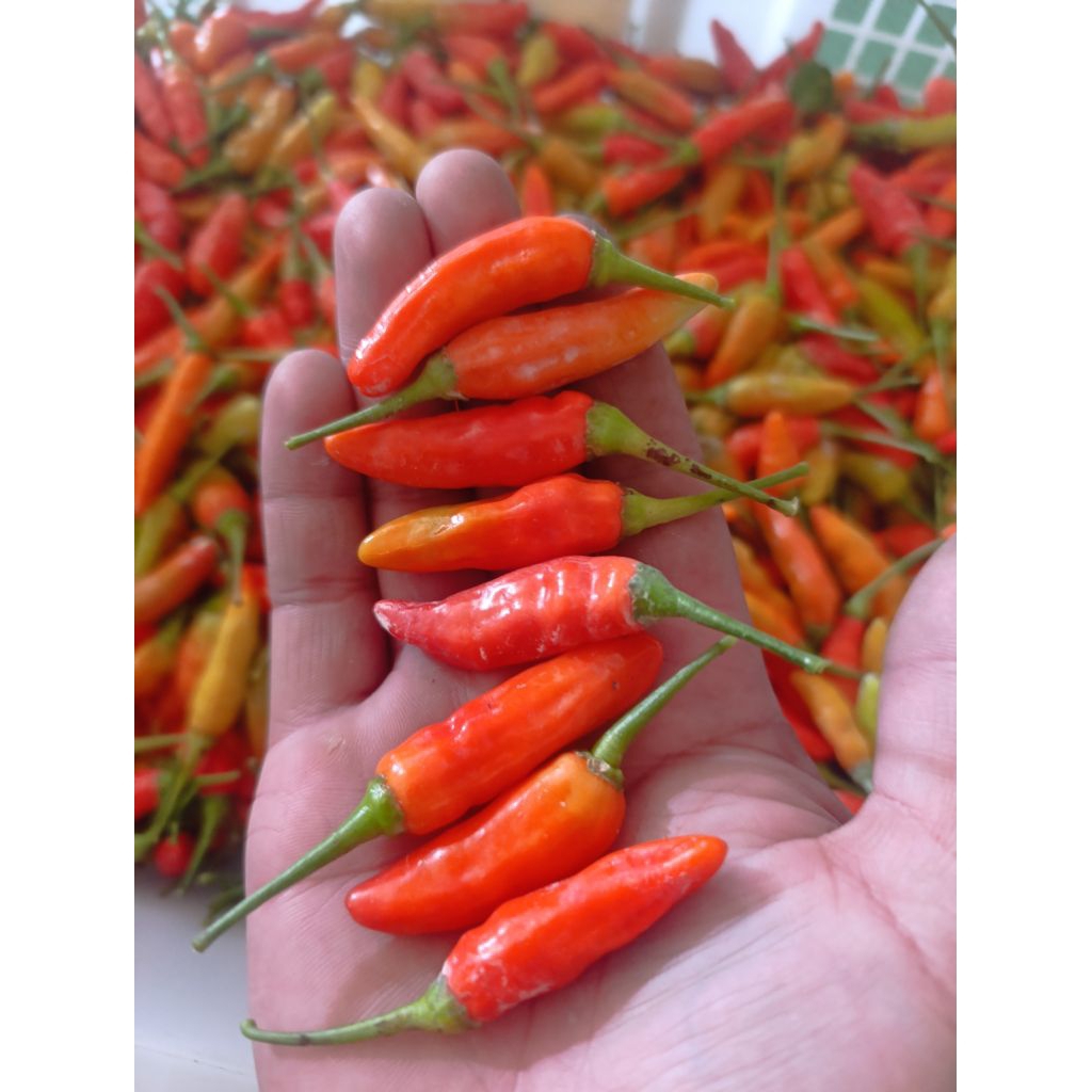 

Cabai Rawit Fresh Kualitas Super